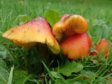 Hygrocybe conica var. conica image