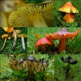 Hygrocybe conica var. conica image