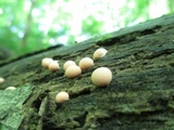 Lycogala epidendrum image