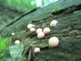 Lycogala epidendrum image