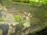 Lycogala epidendrum image