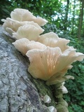 Pleurotus pulmonarius image