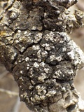 Diplotomma alboatrum image