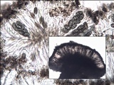 Diplotomma alboatrum image