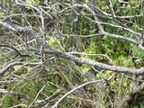 Buellia erubescens image
