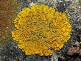 Oxneria fallax image