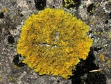 Oxneria fallax image