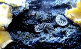 Resupinatus applicatus image