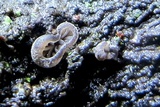 Resupinatus applicatus image