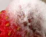 Rhizopus stolonifer image