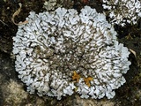 Physconia perisidiosa image