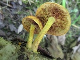 Pholiota granulosa image