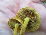 Pholiota granulosa image