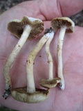 Kuehneromyces marginellus image