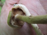Kuehneromyces marginellus image
