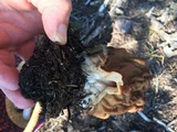 Gyromitra montana image