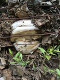 Amanita vernicoccora image