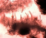 Peniophorella pubera image