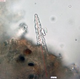 Peniophorella pubera image