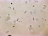 Peniophorella pubera image