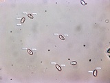 Peniophorella pubera image