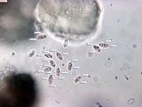 Peniophorella pubera image