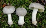 Amanita farinosa image