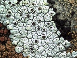 Acarospora socialis image