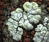 Acarospora socialis image