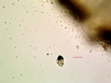 Acarospora socialis image