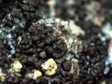 Staurothele areolata image