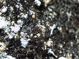 Staurothele areolata image
