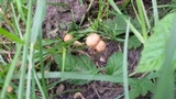 Psilocybe inquilina image