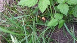 Psilocybe inquilina image