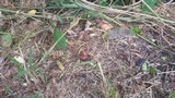 Tapinella atrotomentosa image