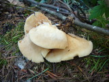 Crepidotus mollis image