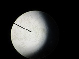 Kuehneromyces marginellus image