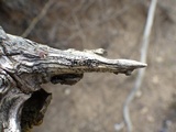 Buellia erubescens image