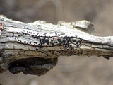 Buellia erubescens image