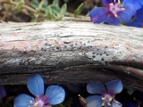 Arthopyrenia nitescens image