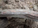 Arthopyrenia nitescens image