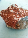 Caloplaca saxicola image