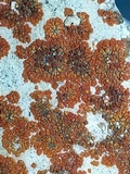Caloplaca saxicola image