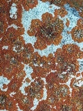 Caloplaca saxicola image