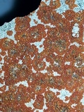 Caloplaca saxicola image