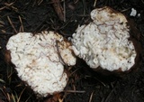 Geopora cooperi image