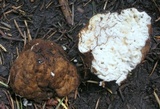 Geopora cooperi image