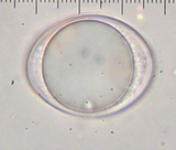 Geopora cooperi image