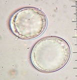 Geopora cooperi image