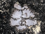 Dermatocarpon dolomiticum image